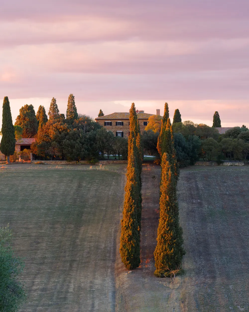 An avenue of cypress trees leading up to a country manor above a field at dawn