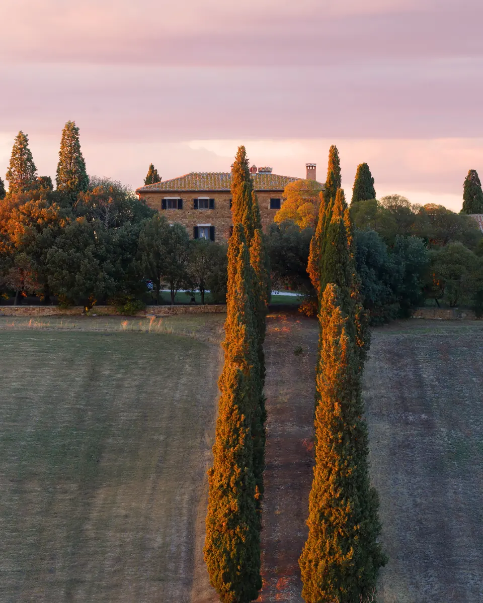 Cypress trees leading across a field to a country manor at dawn