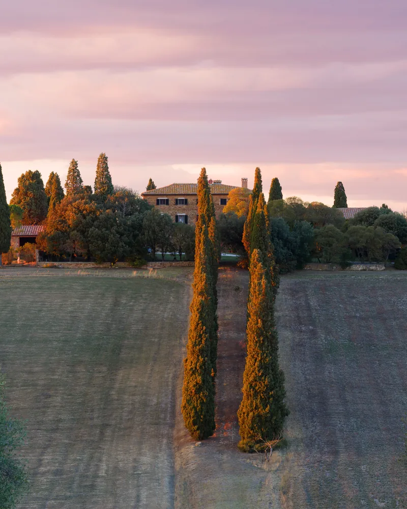 A cypress avenue leading to a manor among fields at dawn
