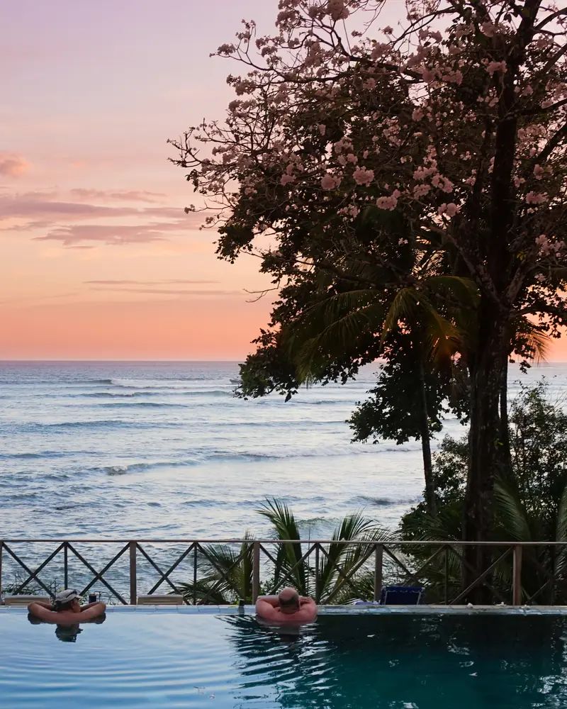 An infinity pool and a flowering tree above the ocean at sunset