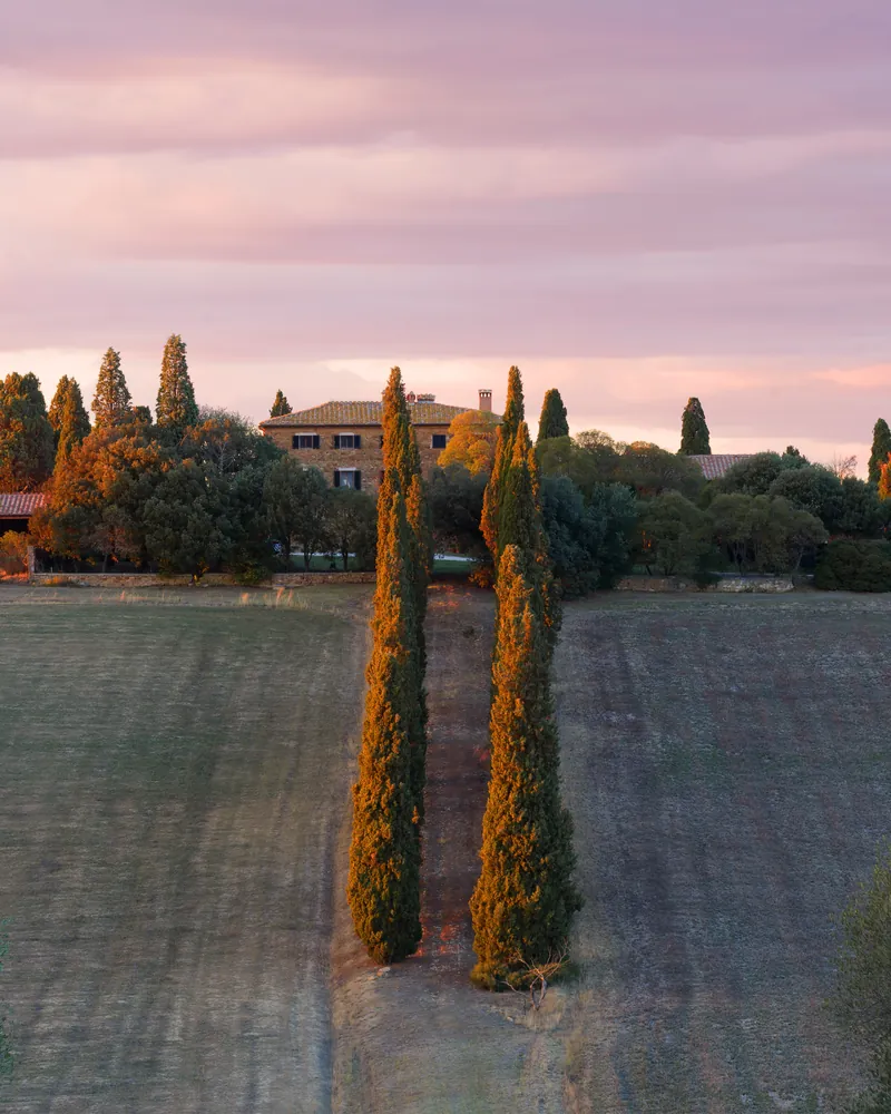 A manor house among cypress trees and fields under a pink dawn sky